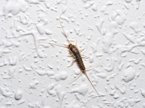 Se débarrasser des poissons d'argent naturellement 