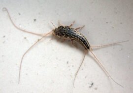 Se débarrasser des poissons d'argent naturellement