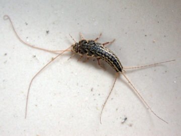 Se débarrasser des poissons d'argent naturellement