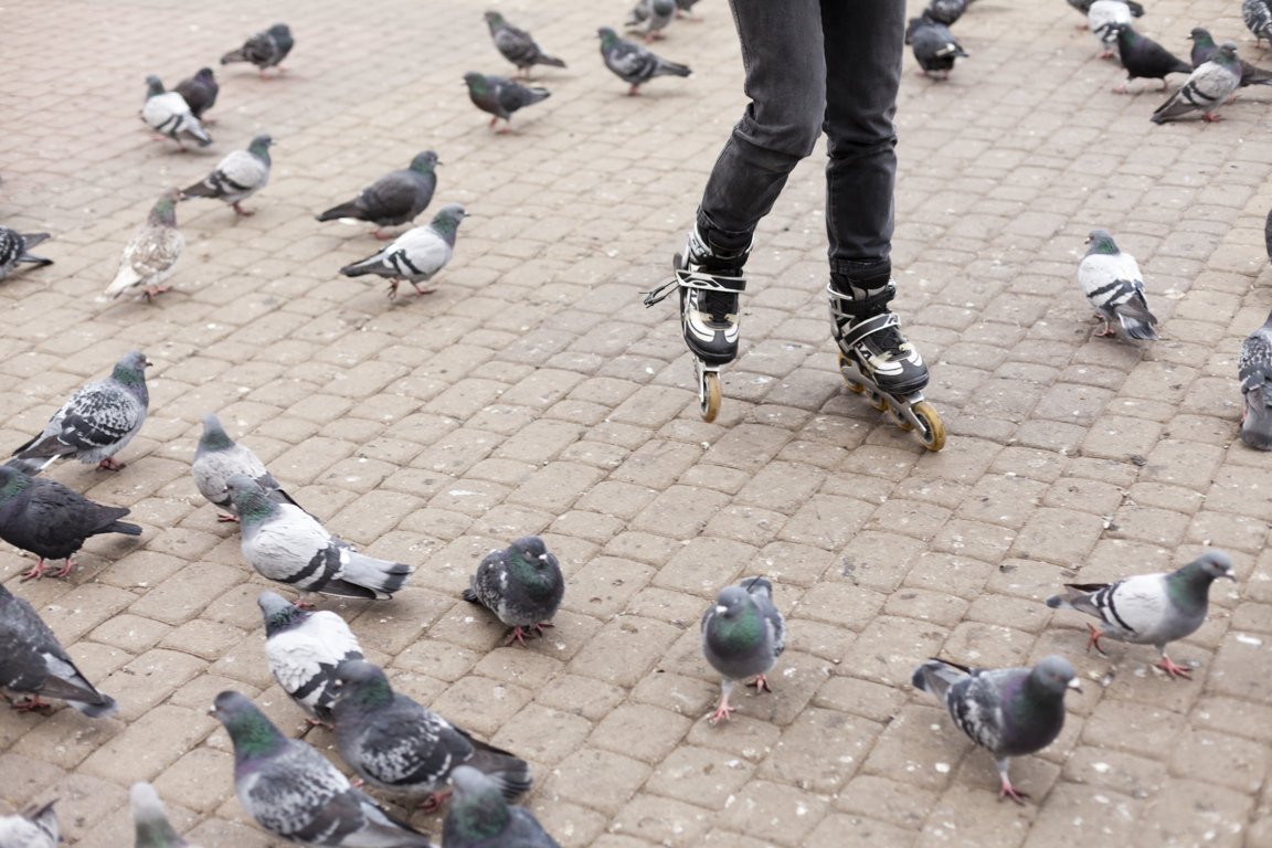 Fiente de pigeon : quels dangers pour la santé et les bâtiments 