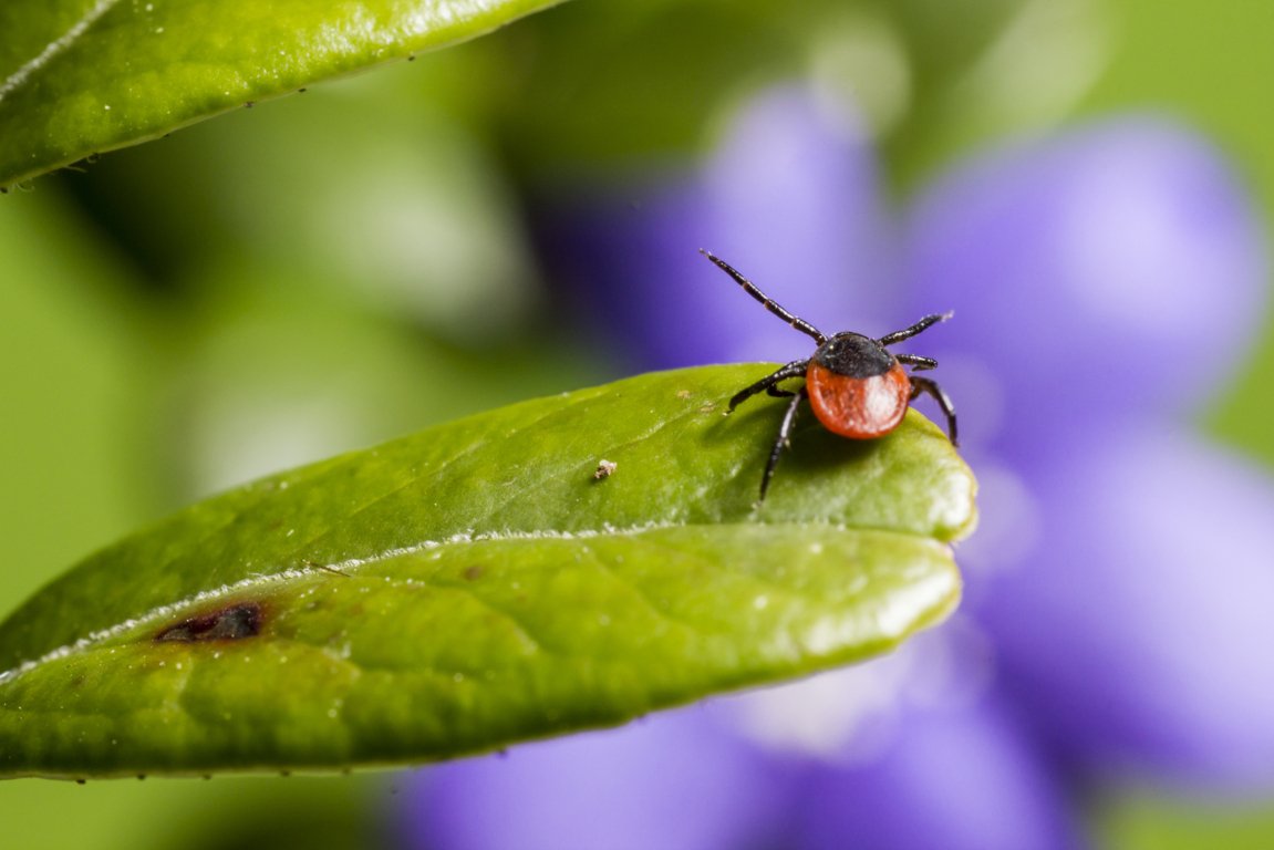 Comment se débarrasser des poux rouges dans la maison 