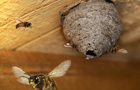 Détruire des nids de guêpes et frelons