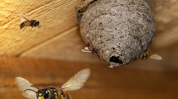 Détruire des nids de guêpes et frelons