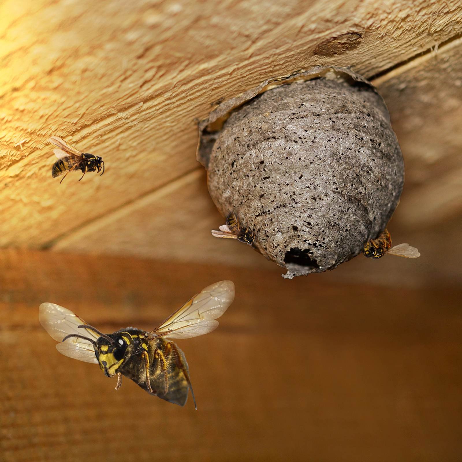 Détruire des nids de guêpes et frelons