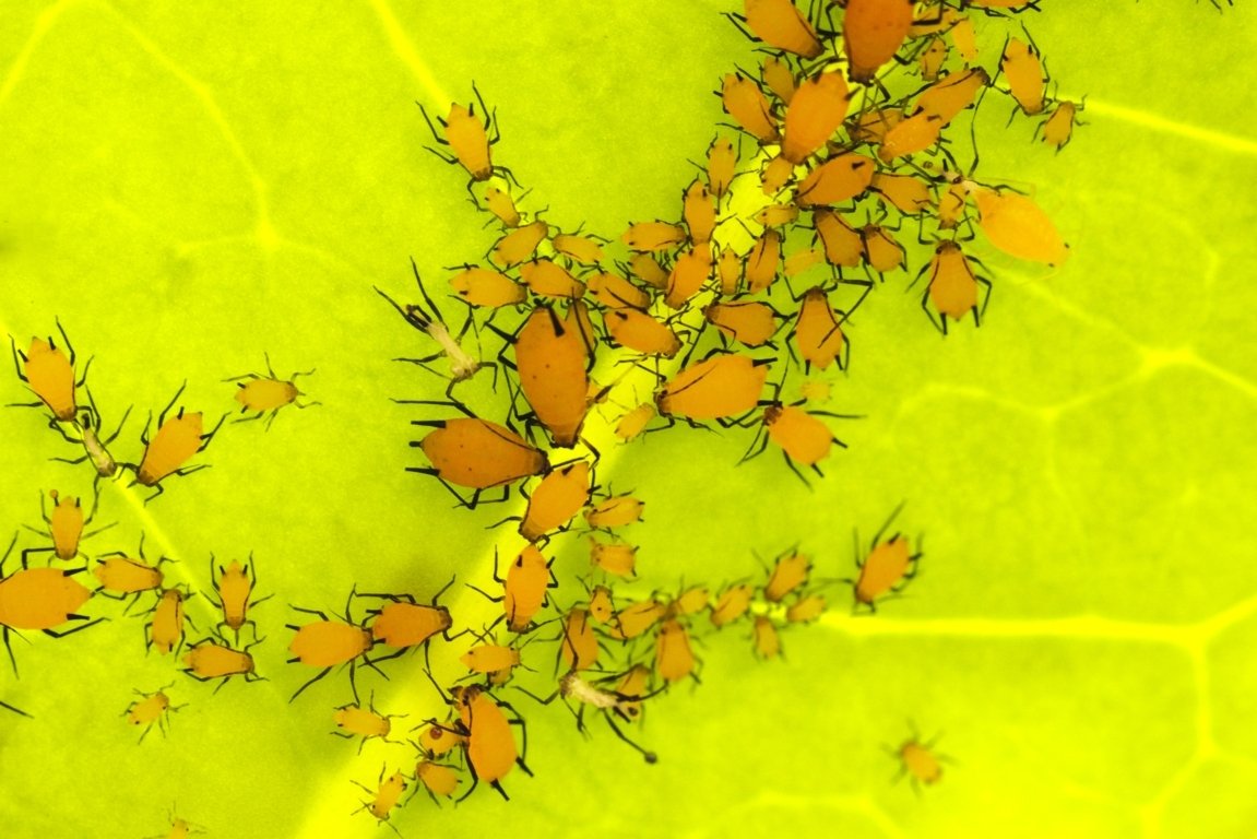 Comment se débarrasser des poux rouges dans la maison 