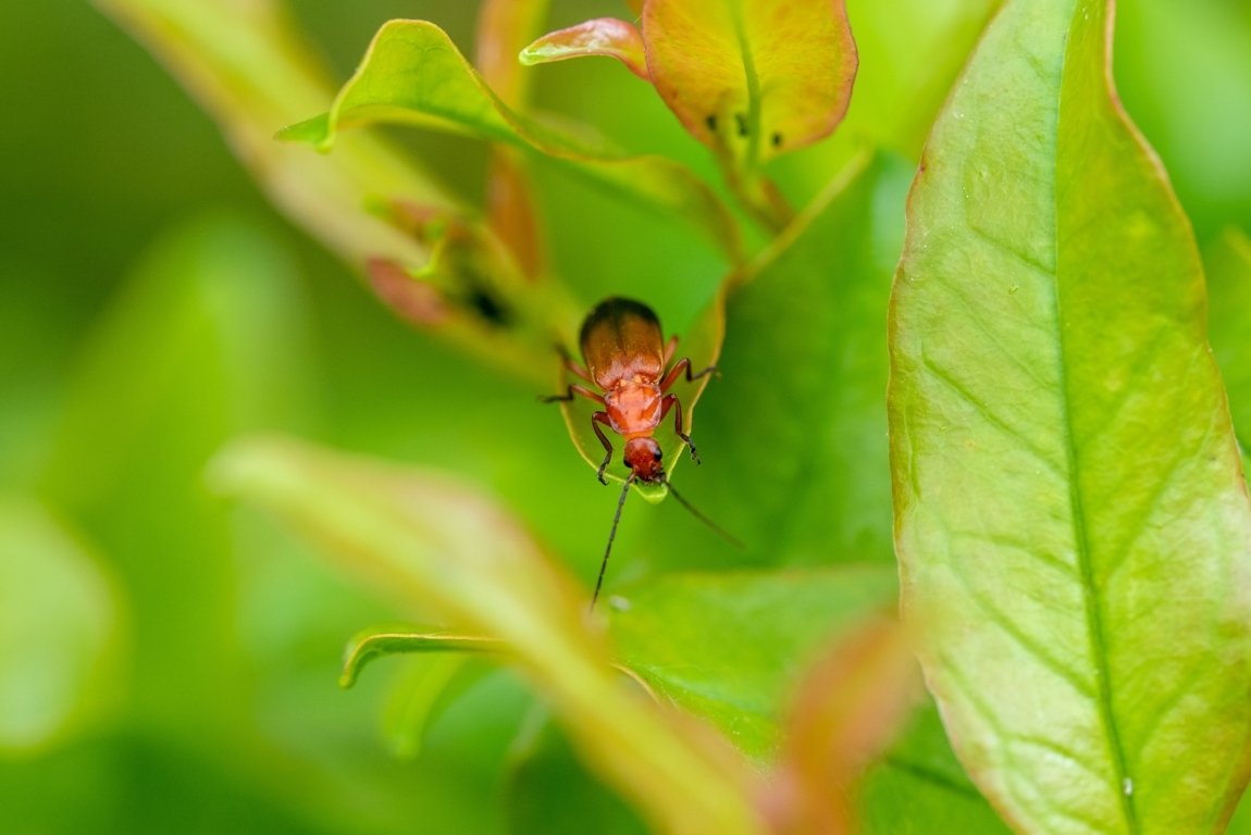 Comment se débarrasser des poux rouges dans la maison 