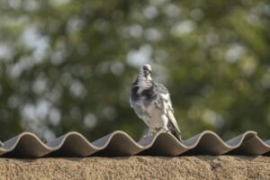 Répulsif Pigeon