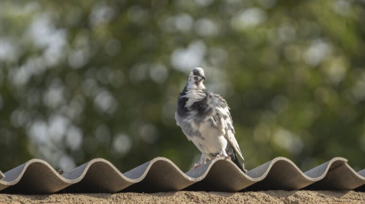 Répulsif Pigeon
