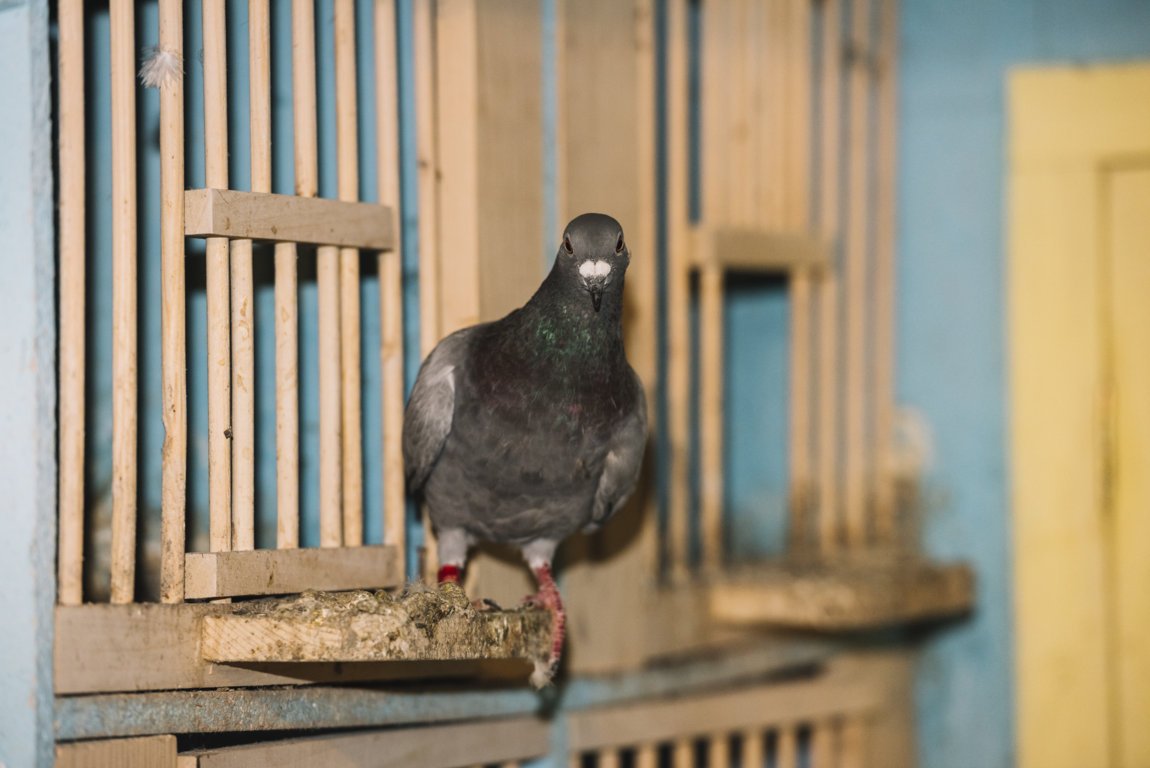 Répulsif Pigeon 