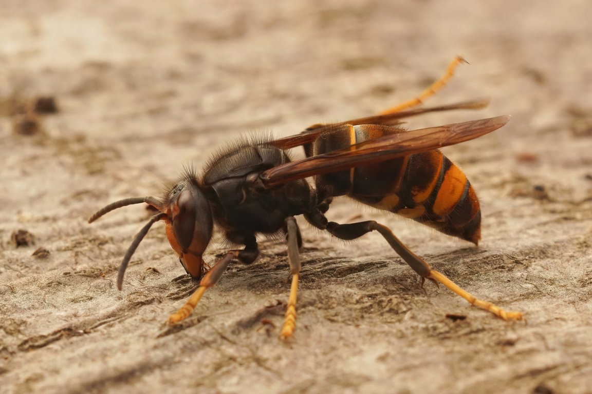 Destruction d’un nid de frelon asiatique 
