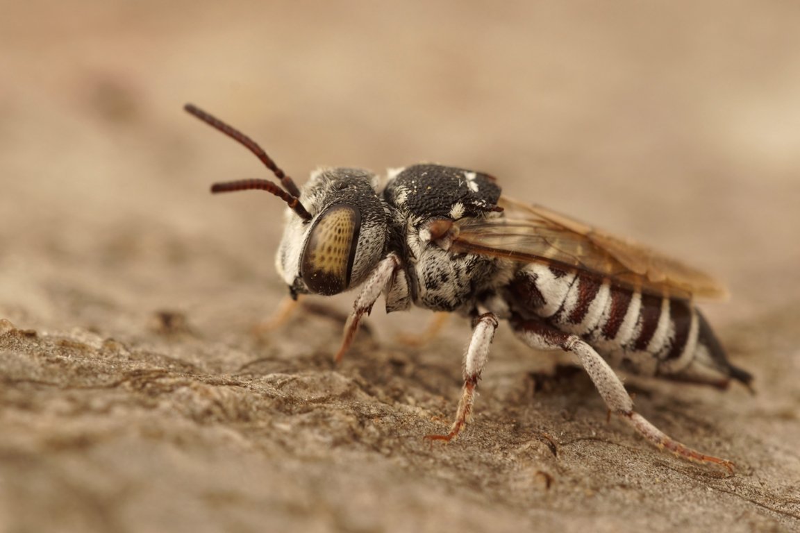 Comment se débarrasser des guêpes de terre