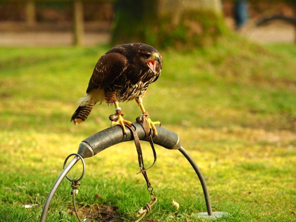 Répulsif Pigeon 