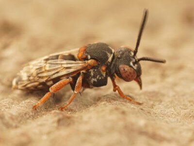 Comment se débarrasser des guêpes de terre