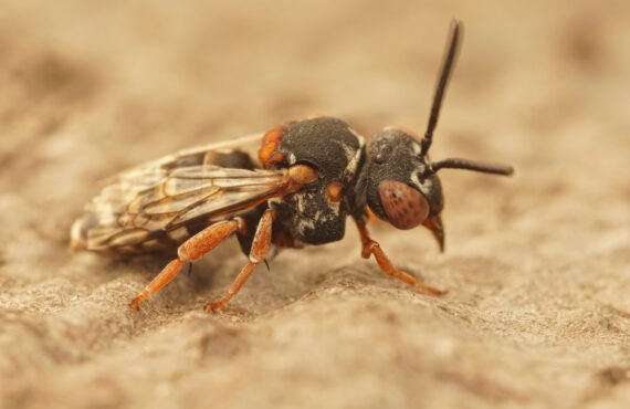 Comment se débarrasser des guêpes de terre