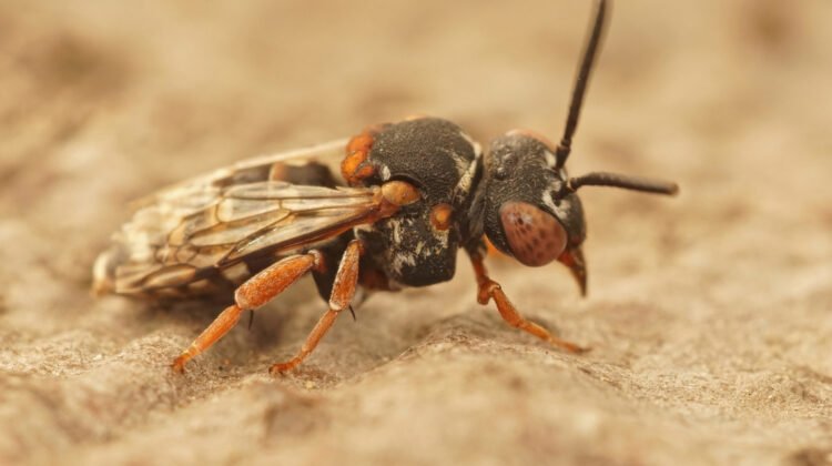Comment se débarrasser des guêpes de terre