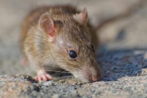 Souris dans le mur