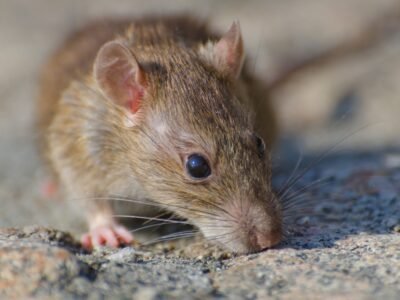 Souris dans le mur
