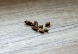 Crotte de rat ou de souris : comment les reconnaître ?