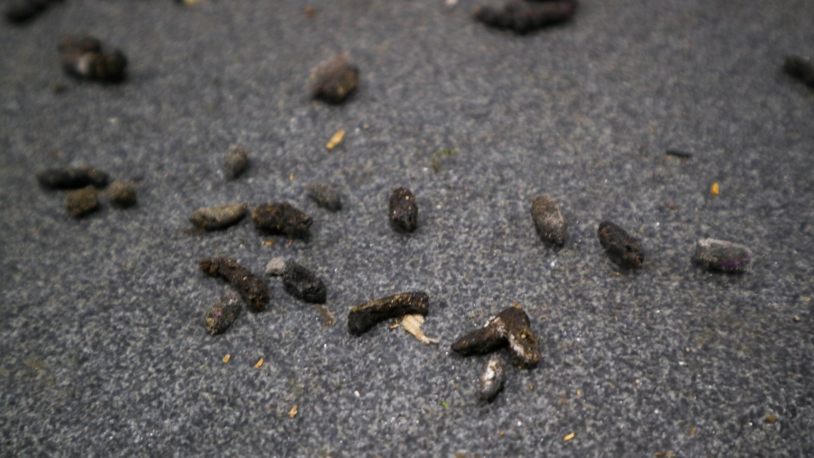 Crotte de rat ou de souris : comment les reconnaître ? 