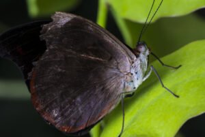 Mites ou papillons de nuit