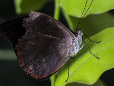 Mites ou papillons de nuit