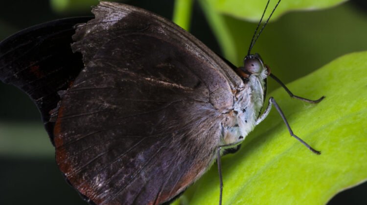 Mites ou papillons de nuit