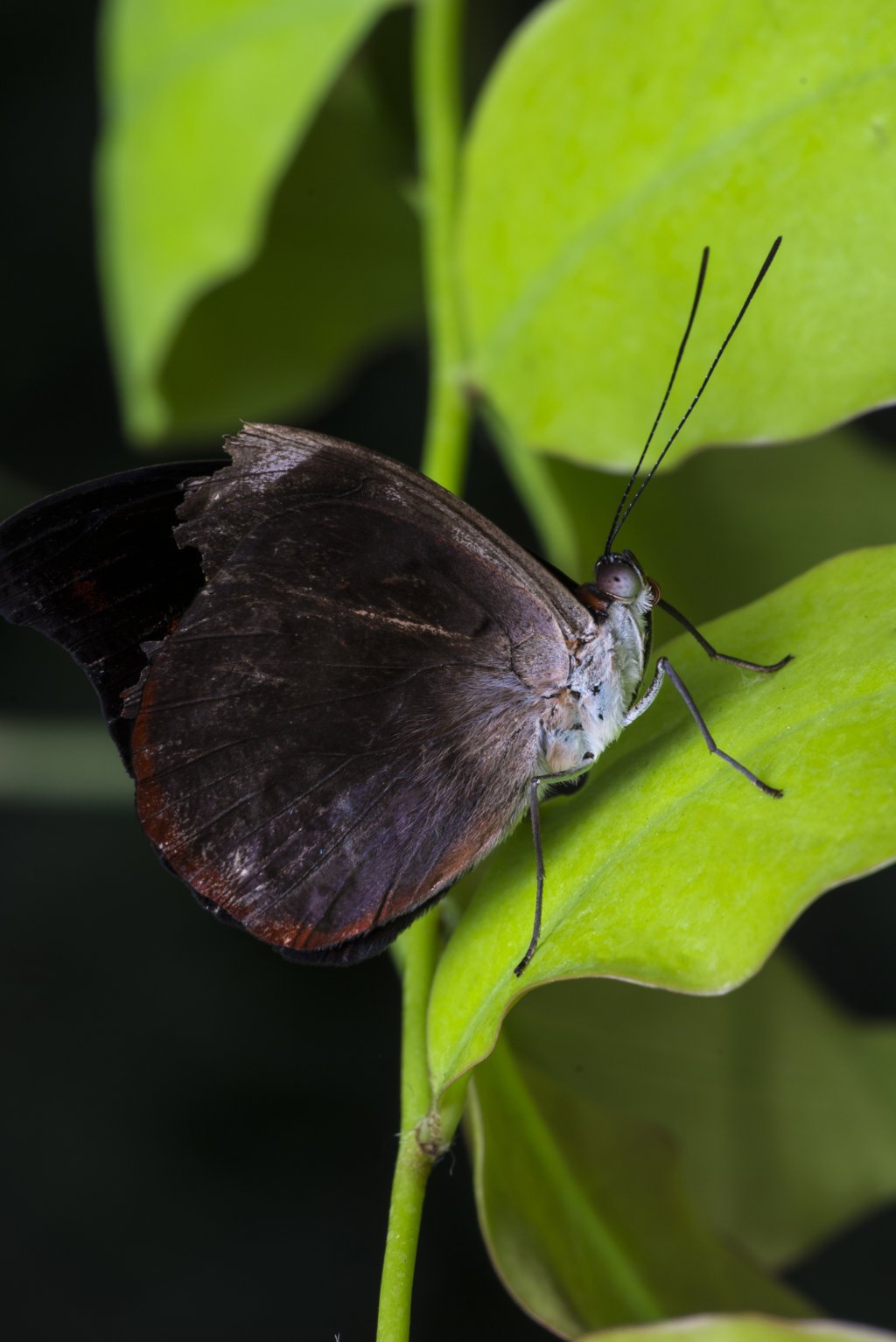 Mites ou papillons de nuit