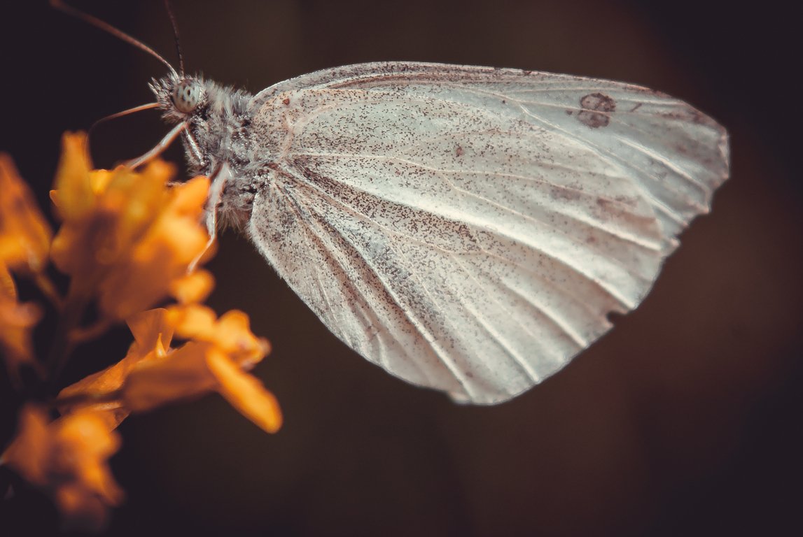 Mites ou papillons de nuit 