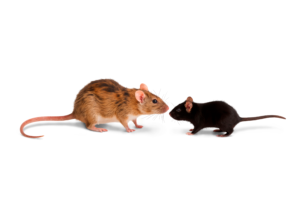 Différences entre un rat et une souris