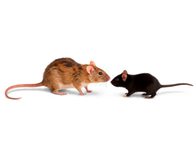 Différences entre un rat et une souris