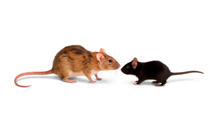 Différences entre un rat et une souris