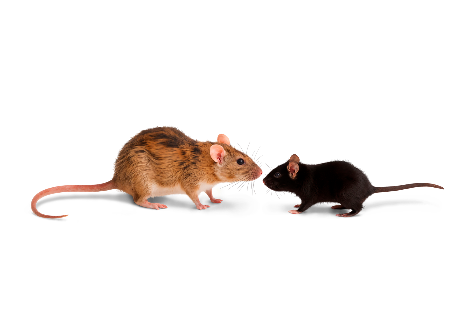 Différences entre un rat et une souris