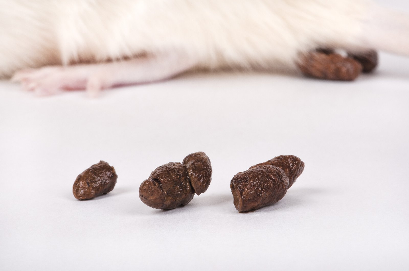 Crotte de rat ou de souris : comment les reconnaître ? 