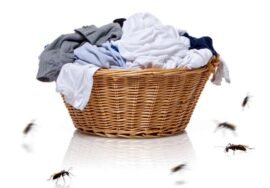 Comment se débarrasser des puces dans les vêtements