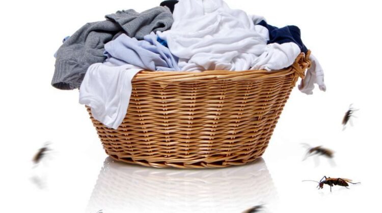Comment se débarrasser des puces dans les vêtements