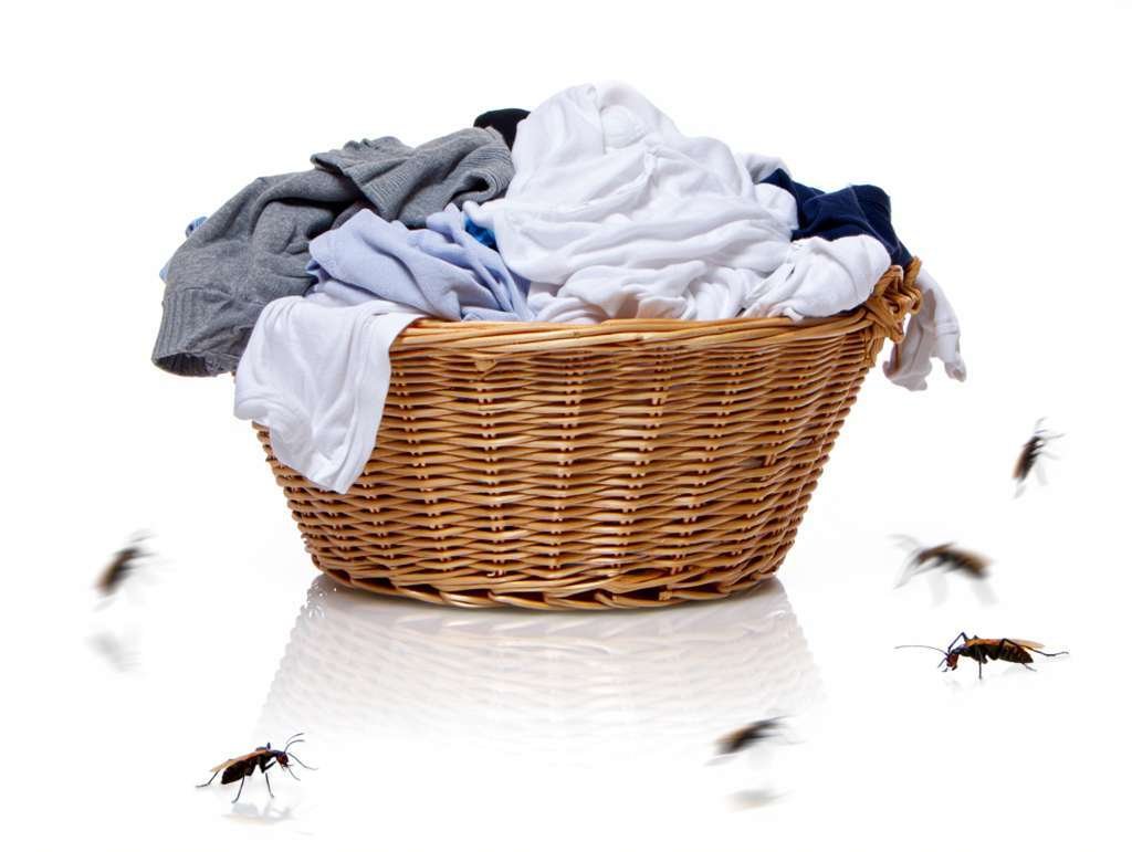 Comment se débarrasser des puces dans les vêtements