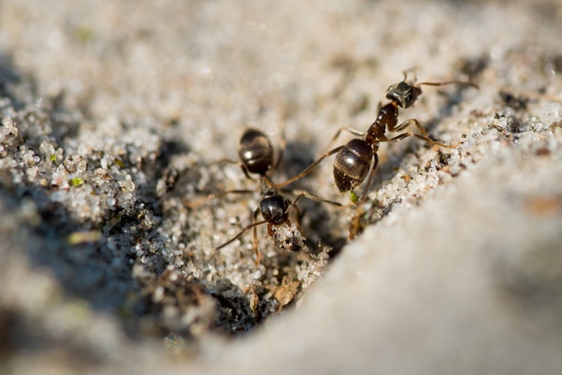 Quelles sont les différentes espèces de fourmis en France ? Guide détaillé 2025