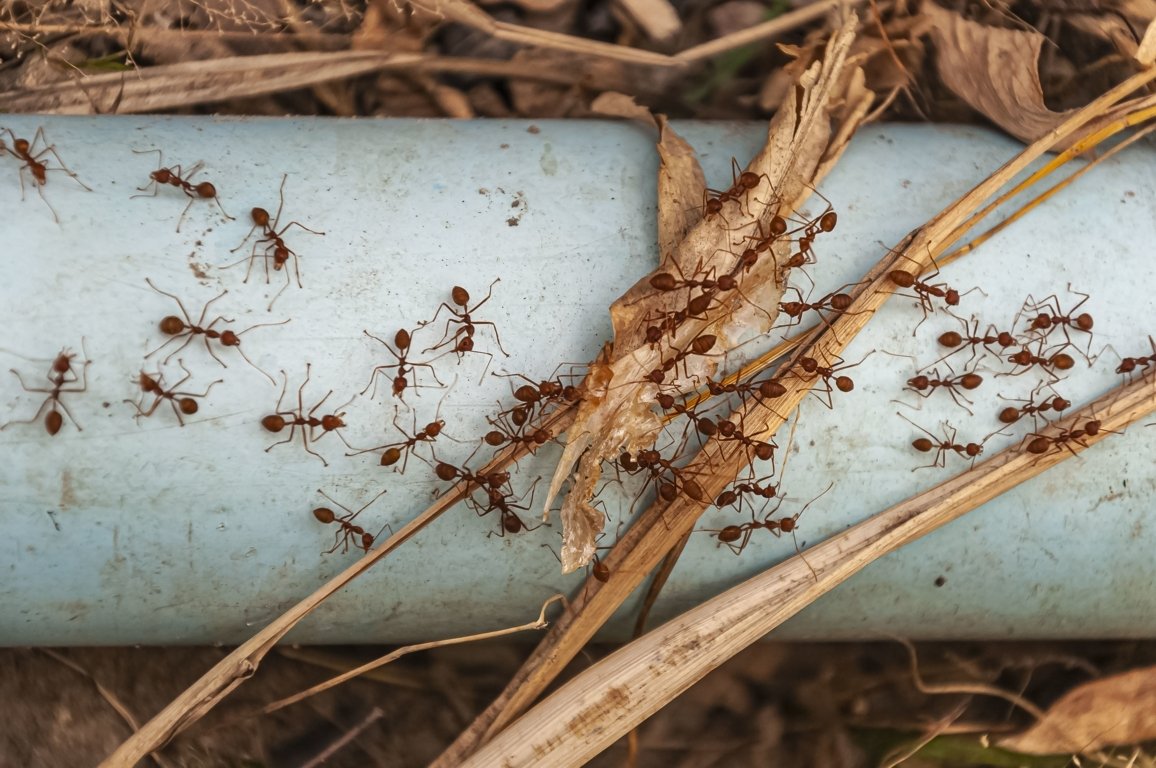 Quelles sont les différentes espèces de fourmis en France ? Guide détaillé 2025