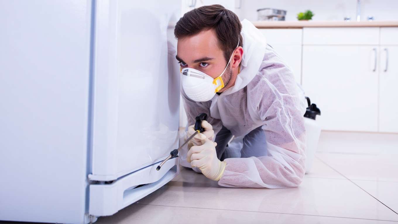 Comment se débarrasser des cafards dans le frigo
