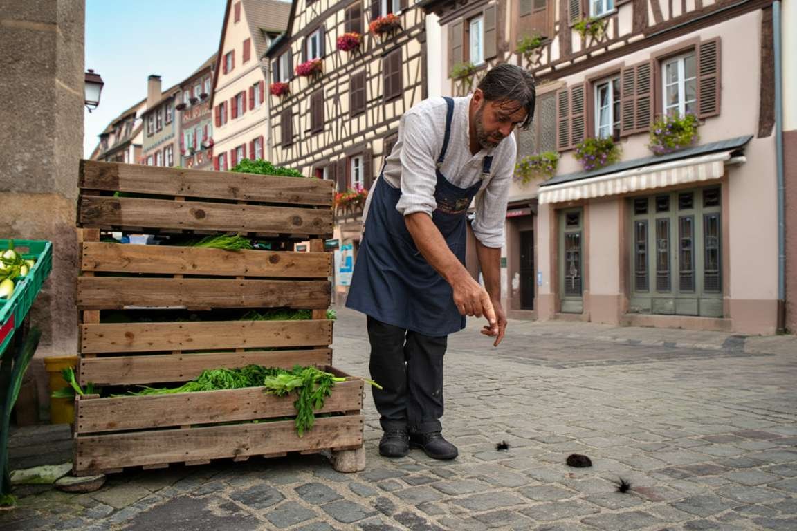 Comment attraper une souris cachée dans les marchés et supermarchés à Strasbourg