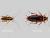 Blatte germanique vs cafard de jardin