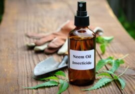 Huile de neem insecticide
