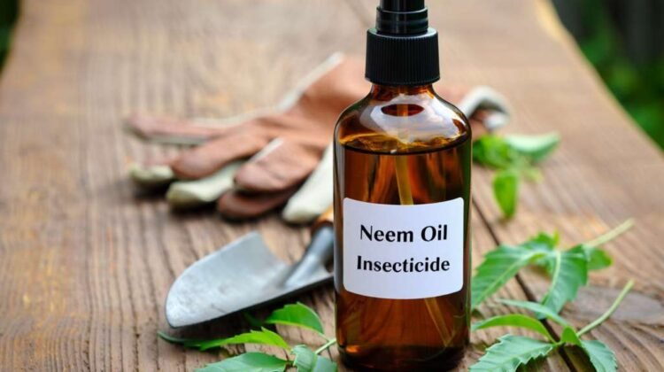 Huile de neem insecticide