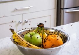 Moucherons de cuisine : Pourquoi apparaissent-ils et comment s'en débarrasser