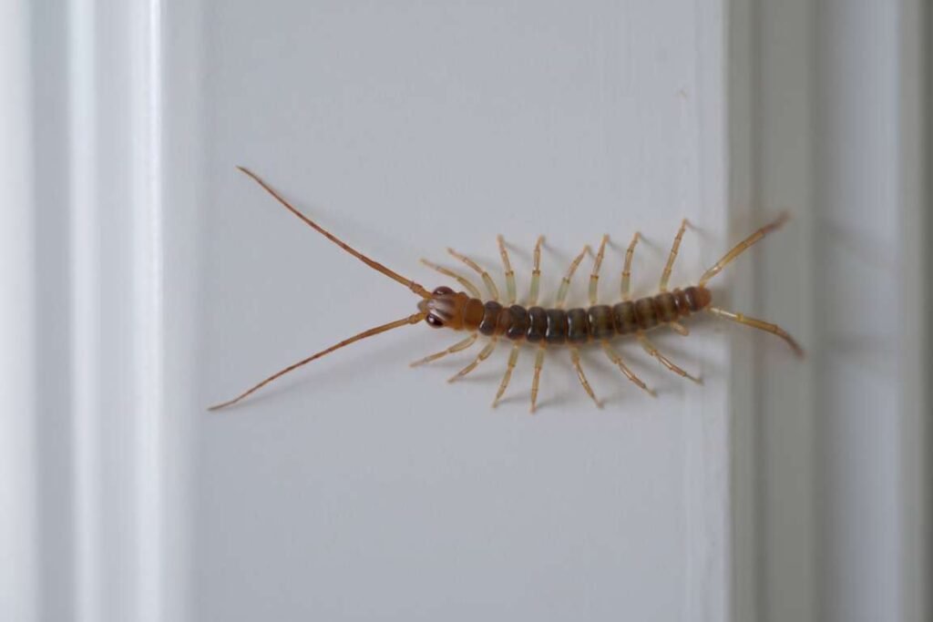 La scutigère véloce : les 5 choses à savoir sur cet insecte domestique ...