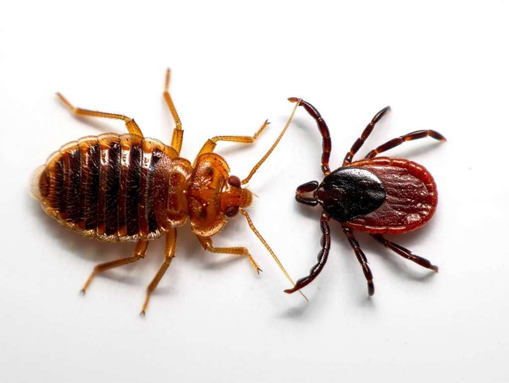 Tique et punaise de lit 