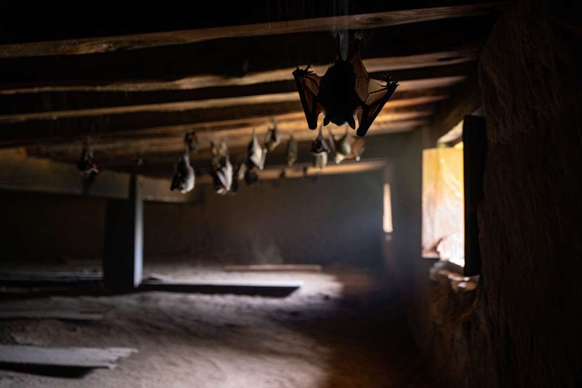 Chauves-souris dans le grenier 