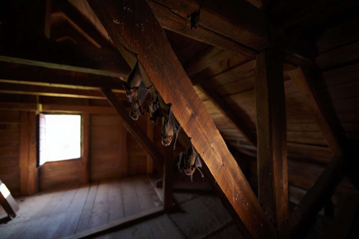 Chauves-souris dans le grenier 