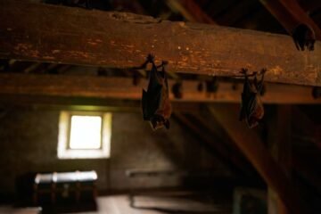 Chauves-souris dans le grenier