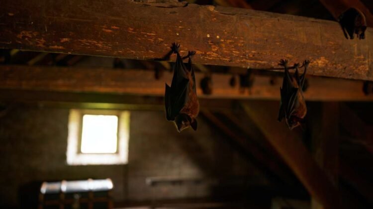 Chauves-souris dans le grenier